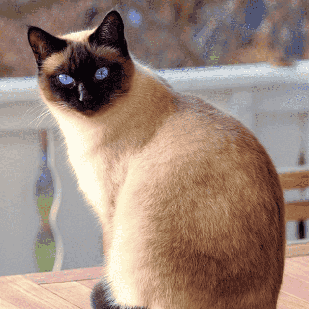 フランスの猫の名前人気ランキング ペット名付け なまえの森