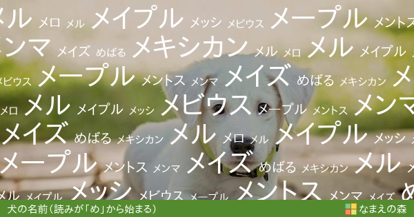 読みが め から始まる犬の名前 男の子 ペット名付け なまえの森